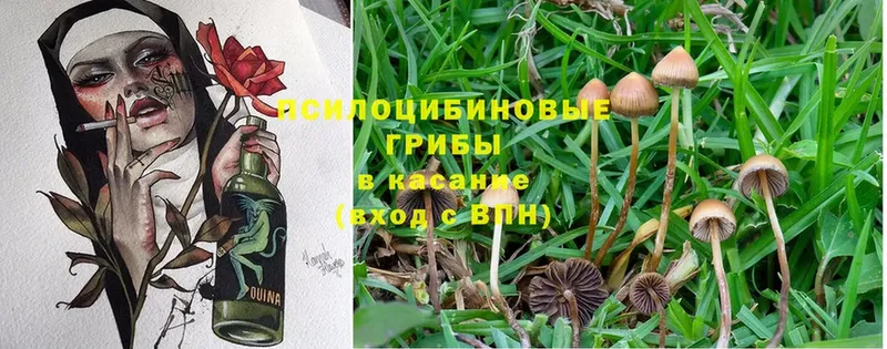 наркота  OMG рабочий сайт  Псилоцибиновые грибы Psilocybine cubensis  Кинешма 